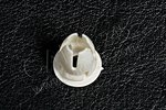 Fastener Button, Lower Part Garnish Moulding To Rear Body Panel And To Rear Fender MERCEDES-BENZ 0019887681